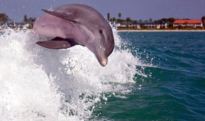 UK_vapaa_delfiini